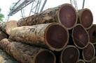 Mahogany timber wood and Logs