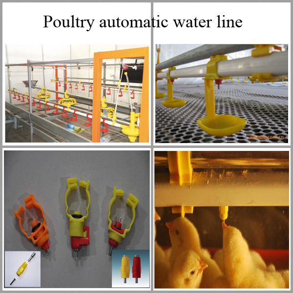 automatic chicken watering system