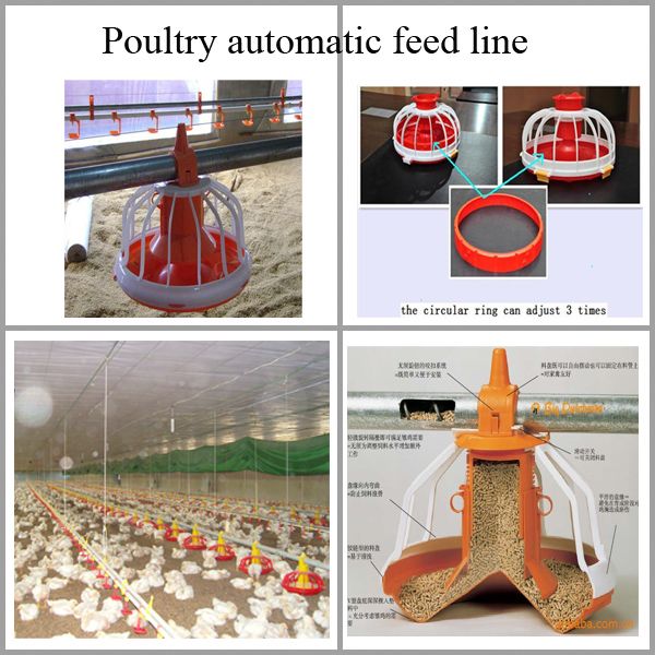 automatic chicken feeding system