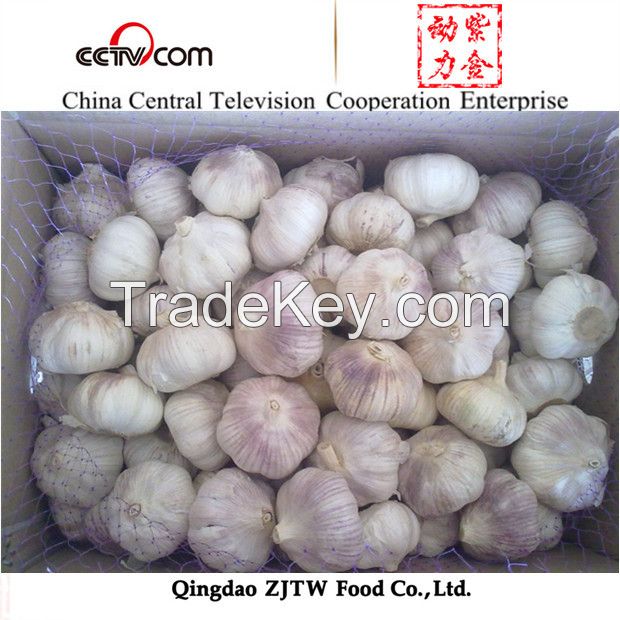 normal white garlic natural garlic