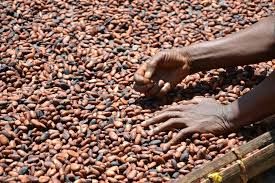 Cocoa beans