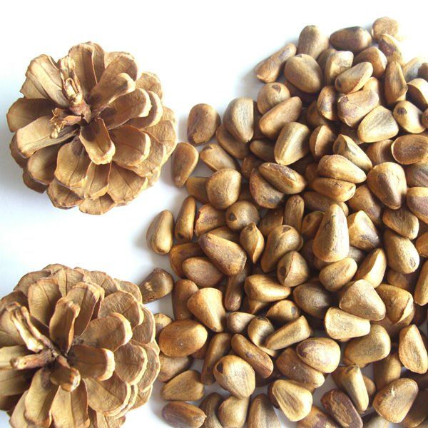 Chinese edible pine nuts 