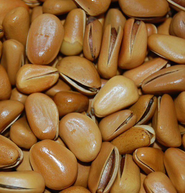 Chinese pine nuts 