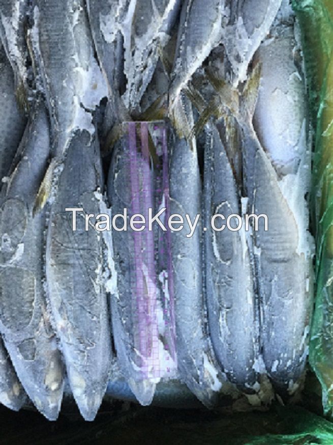 Frozen Sardine, Pacific Mackerel, Horse Mackerel, Herring, Pollock, Cod