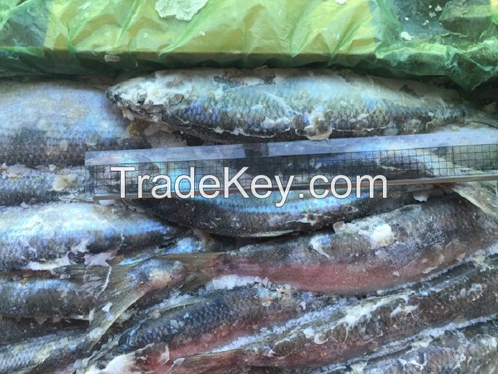 Frozen Sardine, Pacific Mackerel, Horse Mackerel, Herring, Pollock, Cod