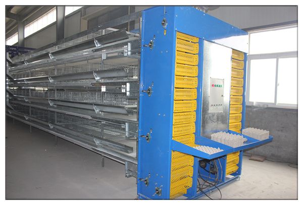 New product H layer chicken battery cage/coop for poultry farming with automatic feeding, drinking system