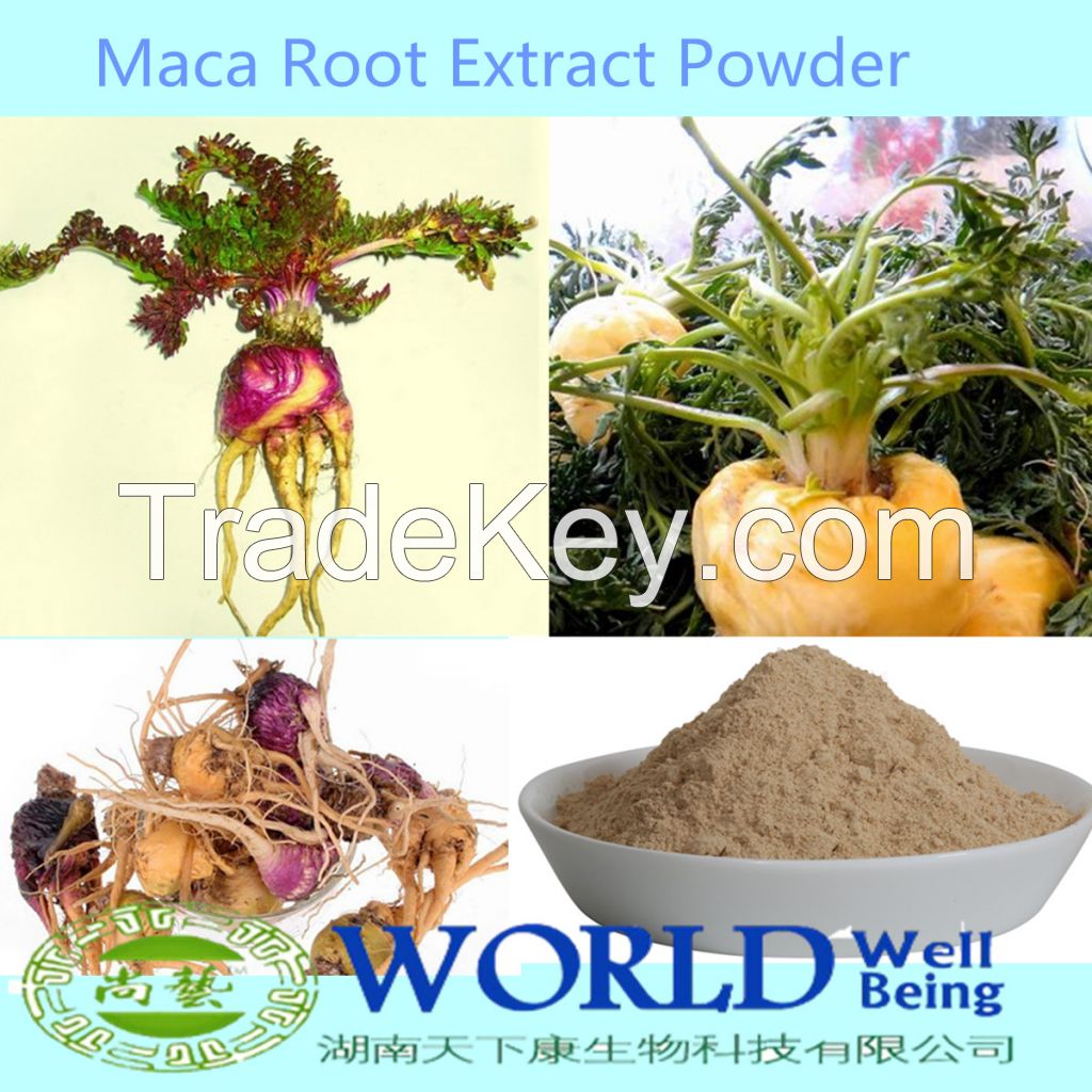 Hot Selling 100% Natural Maca Extract Powder Sex Poduct Long Time Sex Medicine Maca Root Extract, Organic Maca Powder