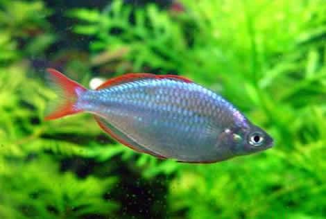 Live tropical Fish Wholesale