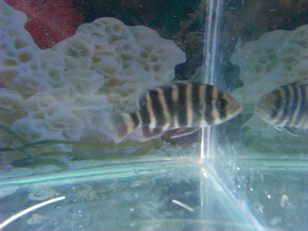 Live tropical Fish Wholesale