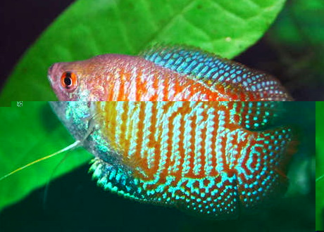 Live tropical Fish Wholesale