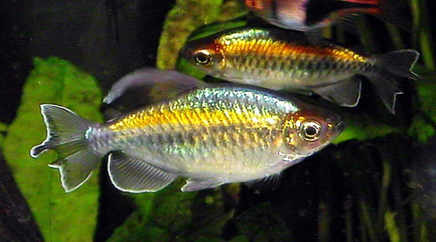 Live tropical Fish Wholesale