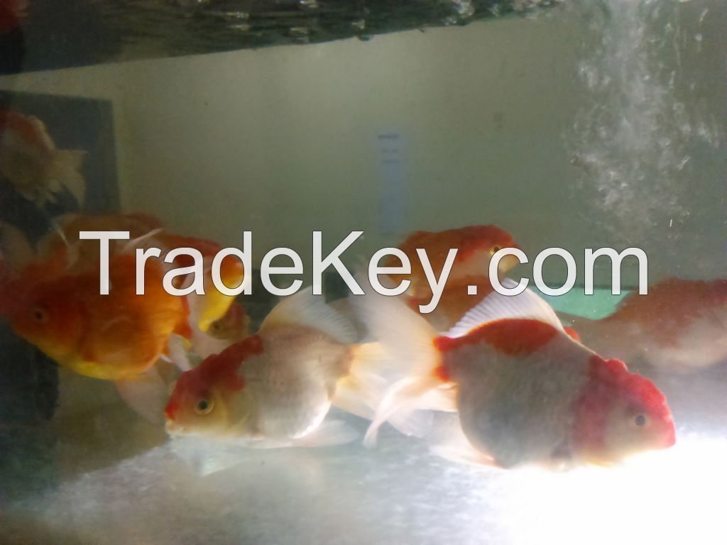 gold fish for export