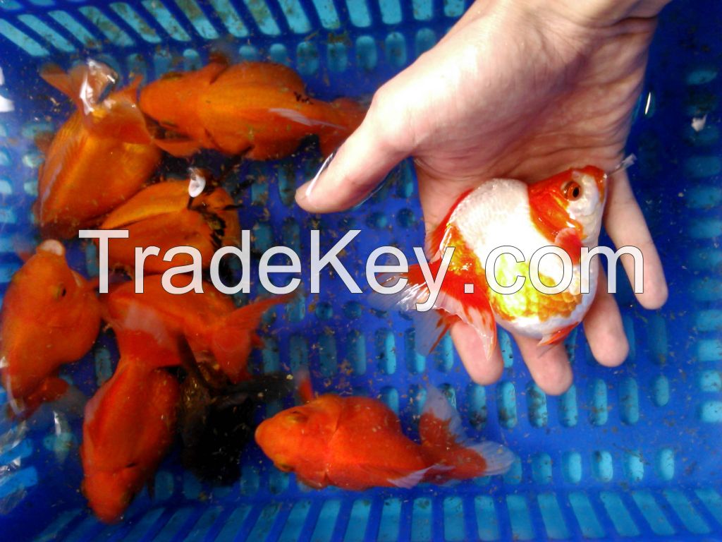 gold fish for export