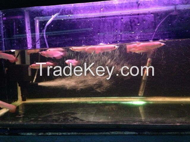 super red, emperror, chili arowana for sale