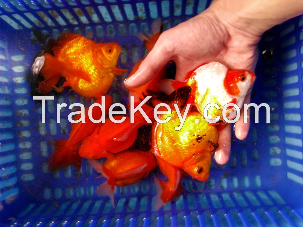 gold fish for export