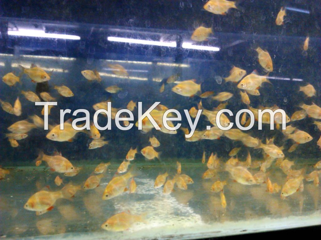 aquascape fish, tettra fish, red nose, cardinal