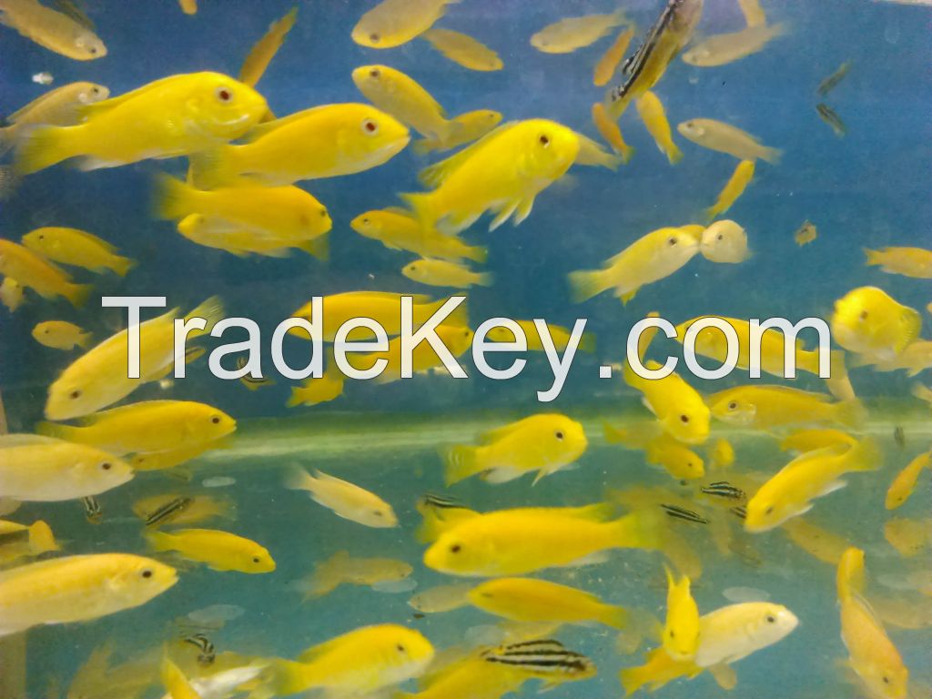 aquascape fish, tettra fish, red nose, cardinal