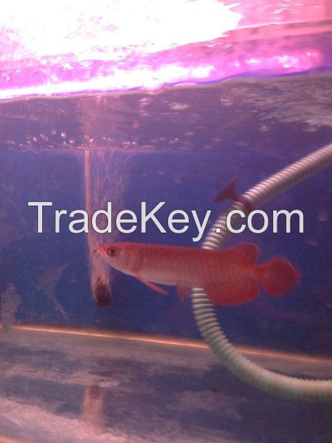 super red, emperror, chili arowana for sale