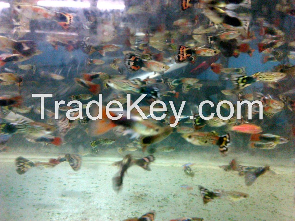 aquascape fish, tettra fish, red nose, cardinal