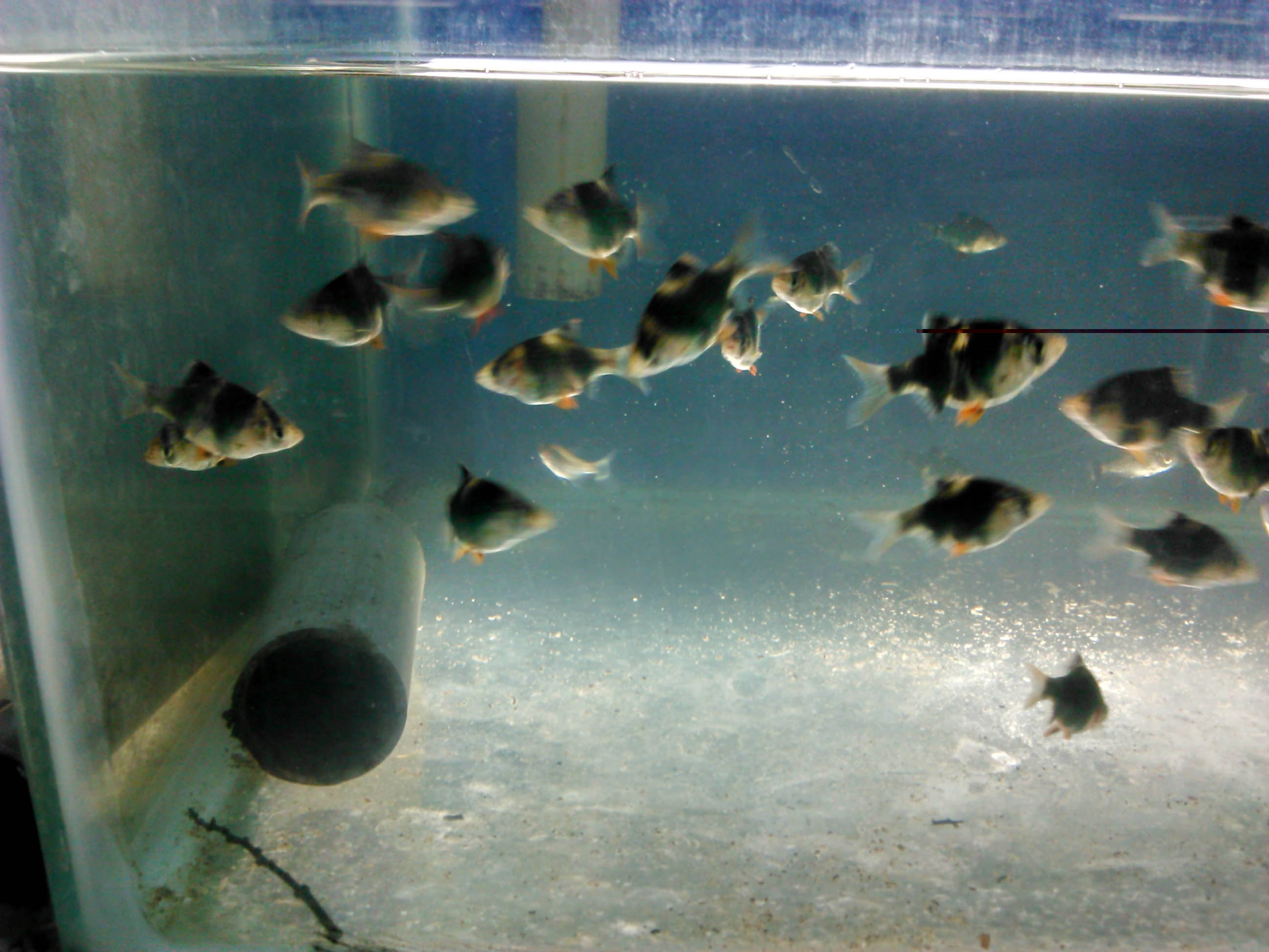 aquascape fish, tettra fish, red nose, cardinal