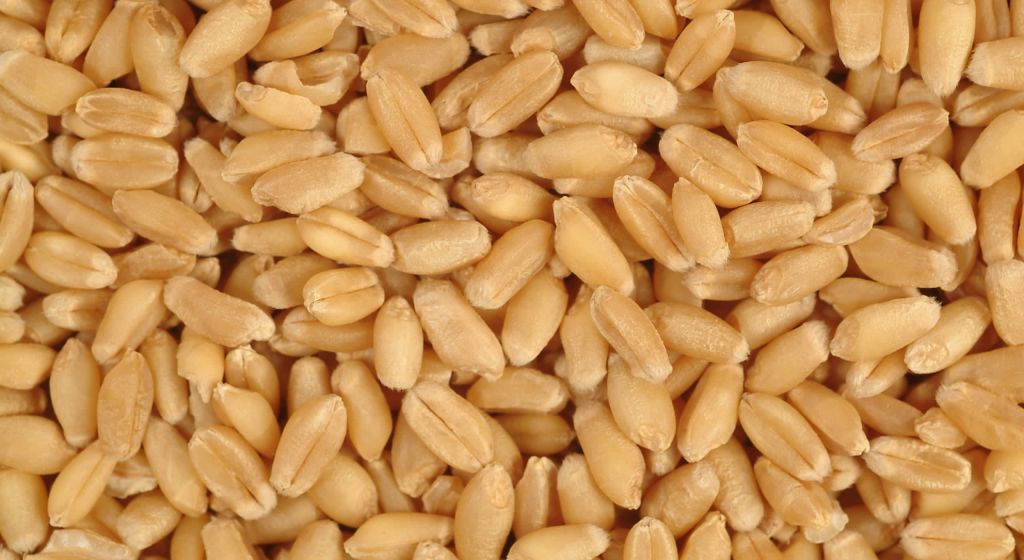 Wheat 3, 4 grade