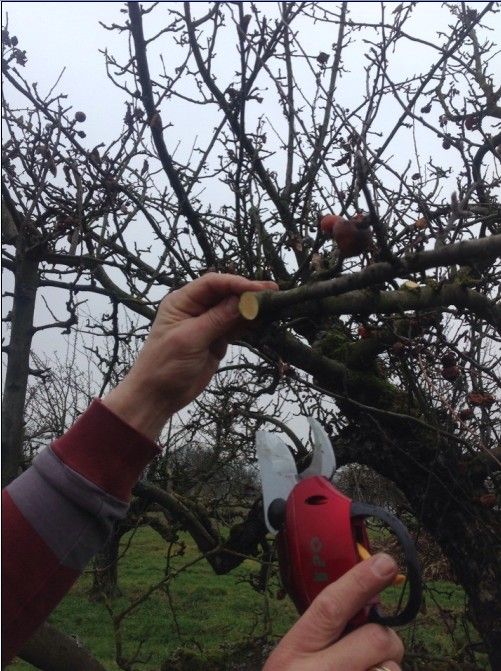 The newest and lightest multifunctional electric pruning shear