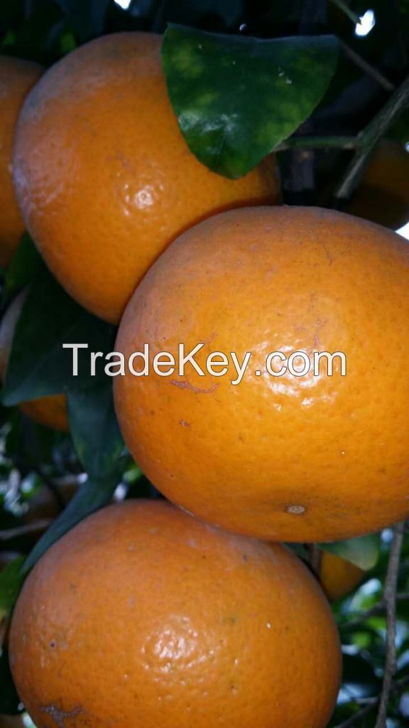 Kinnow/Oranges