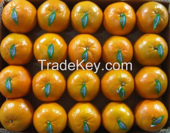 Best A Grade Oranges