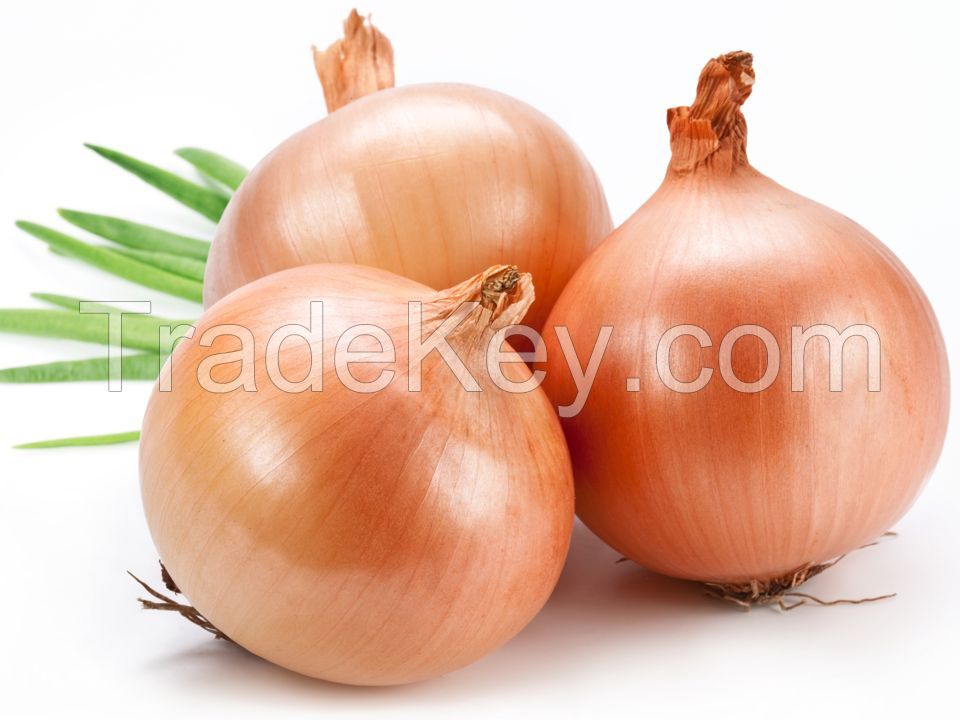 Export Quality Onion