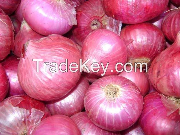 High Quality Onions from Sindh