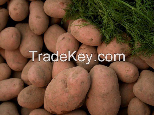 Export Quality Potato