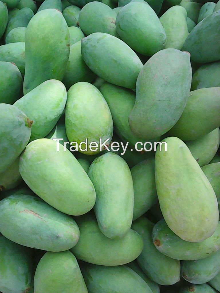 Sindhri Mangoes 6 and 8 inches pakistan