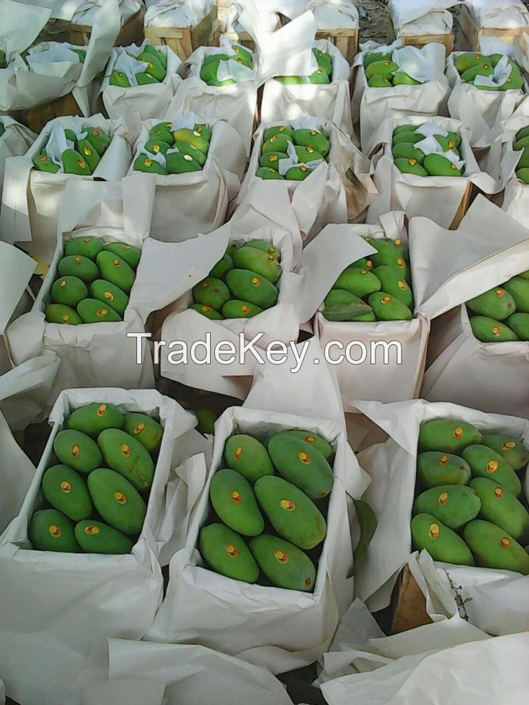Green Chaunsa Mangoes from Pakistan
