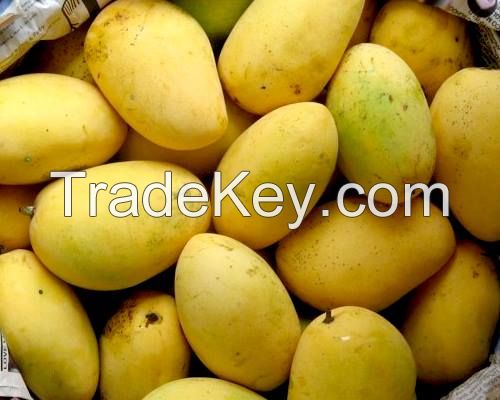Sindhri Mangoes 6 and 8 inches pakistan