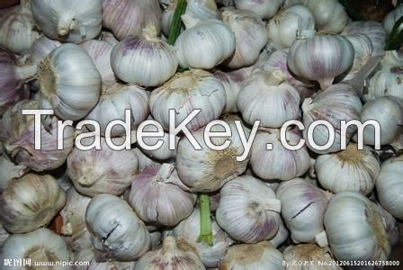 First Garlic