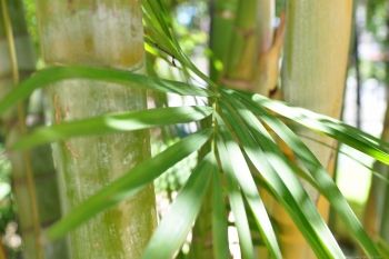 Bamboo Leaf Flavonoids