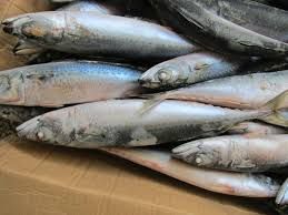 fresh / frozen Pacific Atlantic mackerel