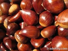 chestnut