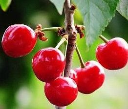 Acerola Cherry Extract