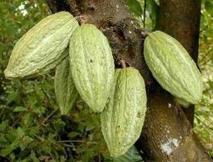 Theobroma Cacao Extact, 10%~99% Theobromine