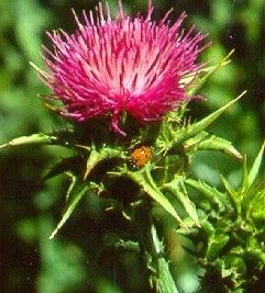 Milk Thistle Extract, Silymarin