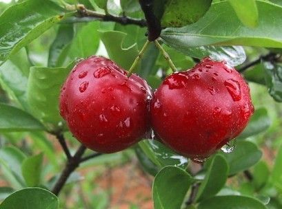 Acerola Cherry Extract (Malpighia glabra L.) Vitamin c25%