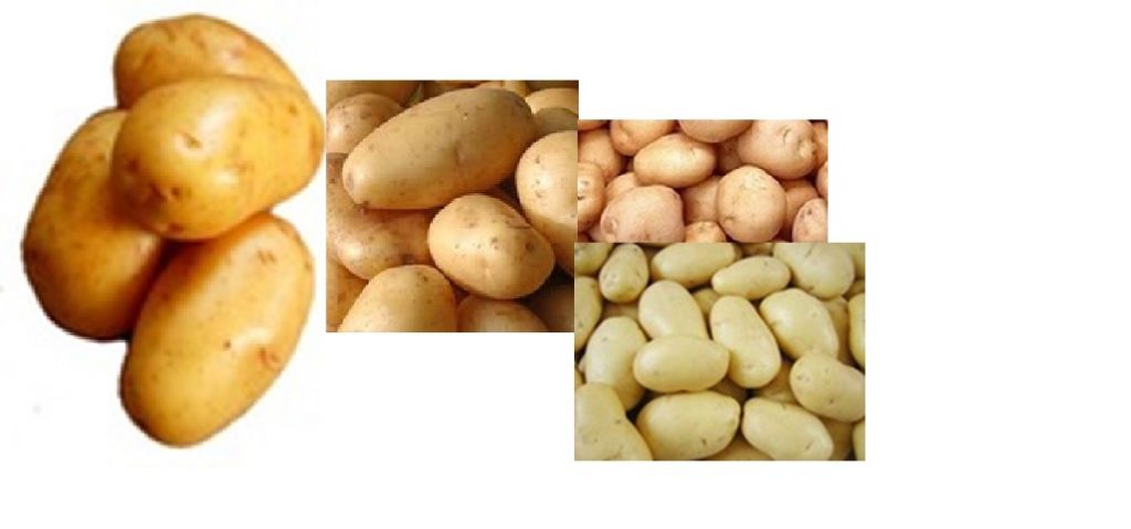 FRESH EGYPTIAN POTATOES