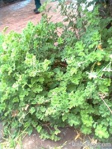 Pelargonium Sidoides