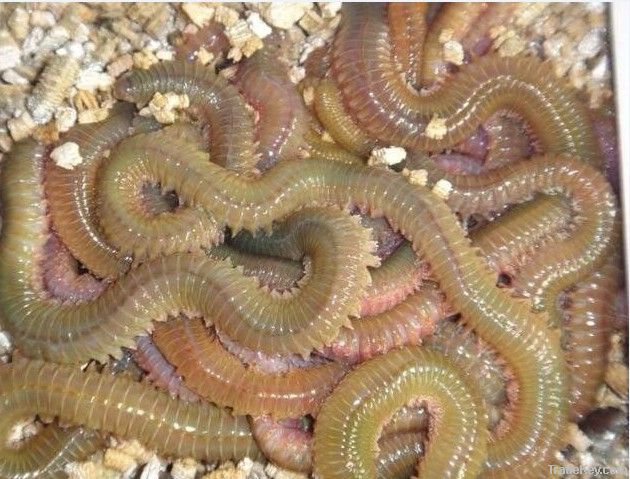 rugworm seaworm living bait