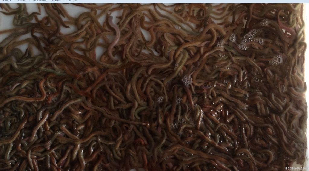 lugworm  sea worm