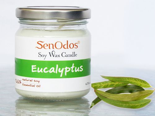 Eucalyptus Soy Candle 190g / 45g