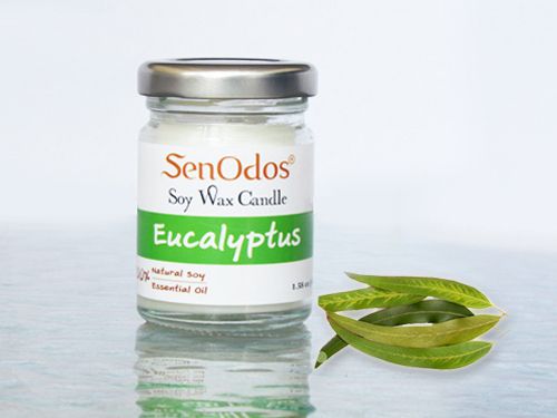 Eucalyptus Soy Candle 190g / 45g