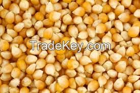 YELLOW CORN