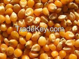 YELLOW CORN